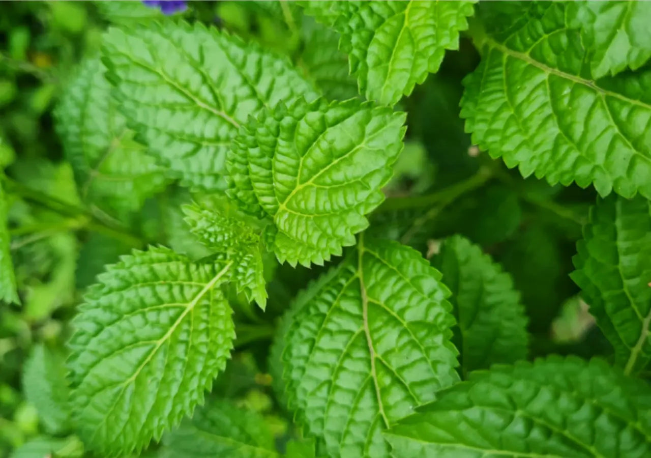 Cooling relief for tired feet with menthol and peppermint oil
