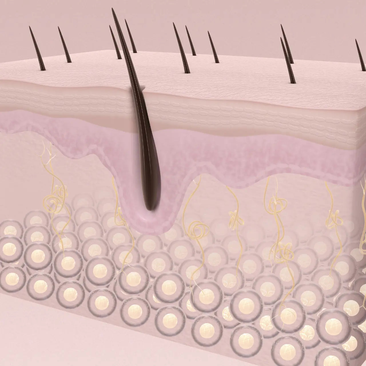 anteage brow and lash serum promoting stronger hair follicles and healthier growth.